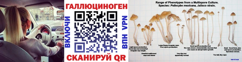 даркнет сайт  Чегем  Псилоцибиновые грибы мицелий 